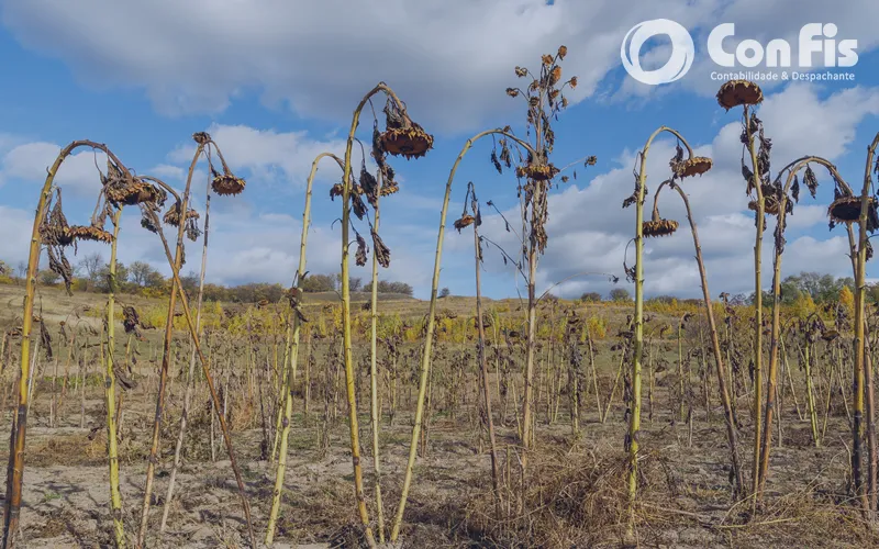 Gestão de Crises na Agricultura: Papel da Contabilidade