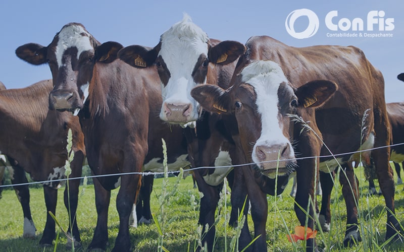 Vacinação do gado contra febre aftosa - Prazo para Vacinação e Declaração